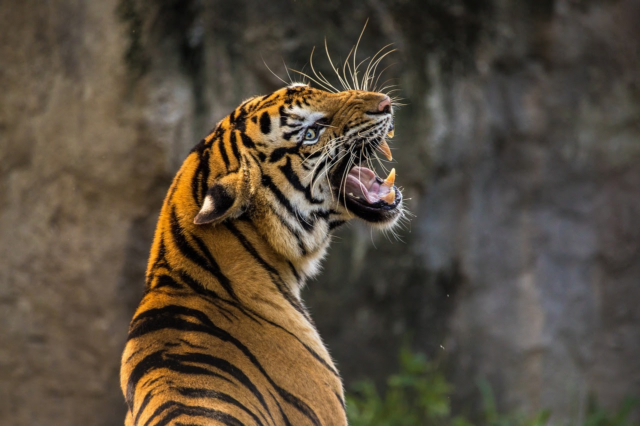 Image of a tiger roaring